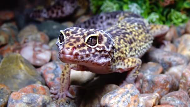 Gecko Queue Grasse Hemitheconyx Caudicinctus — Video