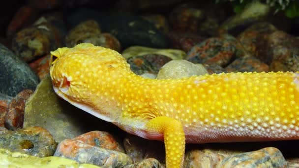 Afrikanischer Dickschwanzgecko Hemitheconyx Caudicinctus — Stockvideo