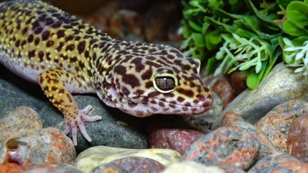 Gecko Queue Grasse Hemitheconyx Caudicinctus — Video