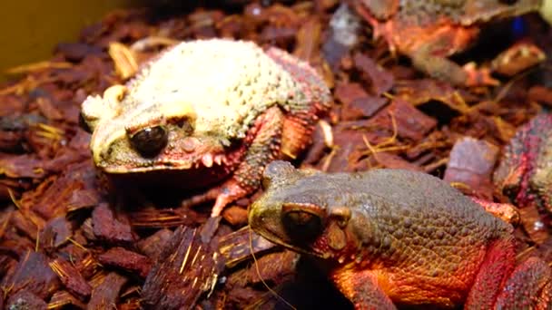 용기에 뒤덮인 두꺼비 Bufo Galeatus — 비디오