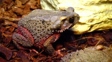 Teraryumdaki kemikli kurbağa (Bufo galeatus)