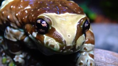Misyon altın gözlü ağaç kurbağası (Trachycephalus resinifictrix). 