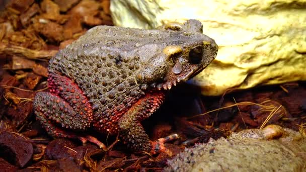 Костлявая Жаба Bufo Galeatus Террариуме — стоковое видео