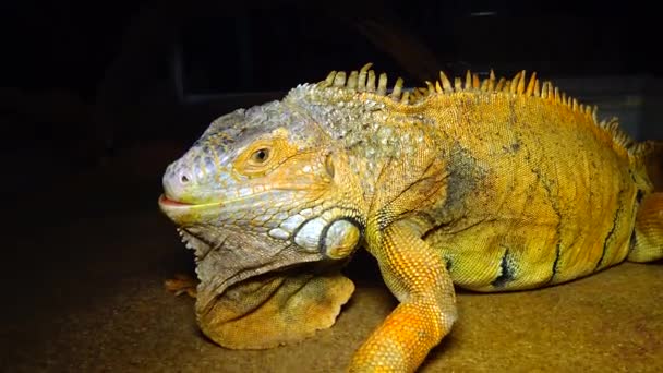 Zielona Iguana Zwyczajna Iguana Iguana Iguana — Wideo stockowe