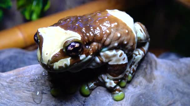 Grenouille Aux Yeux Trachycephalus Resinifictrix — Video