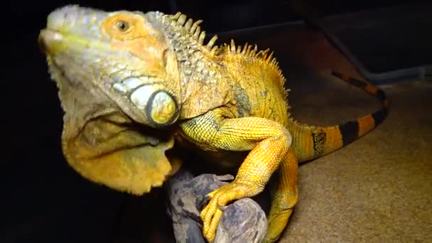 Zelený Leguán Leguán Obecný Iguana Iguana — Stock video