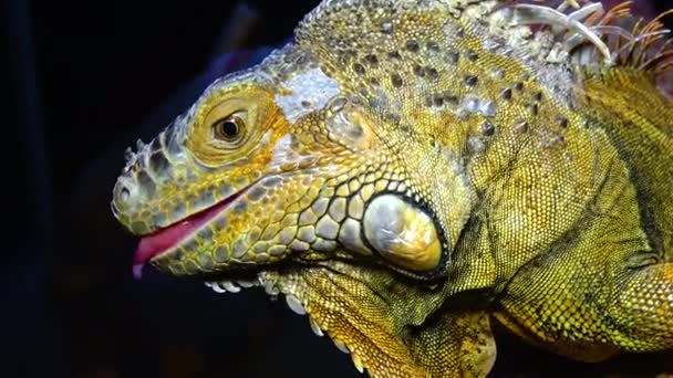 Zielona Iguana Zwyczajna Iguana Iguana Iguana — Wideo stockowe