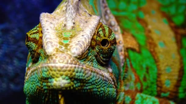 Kameleon Głowa Stożka Chamaeleo Calyptratus Przewraca Oczami Różnych Kierunkach Siedząc — Wideo stockowe