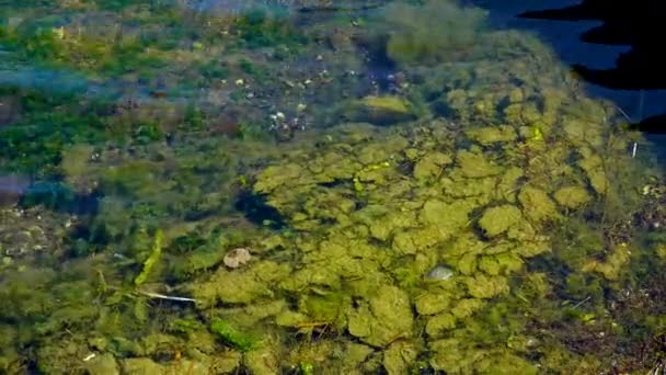 Eutrofización Embalse Natural Algas Verdes Podridas Ulva Enteromorpha Cerca Orilla — Vídeos de Stock