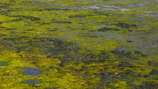 Eutrofización Embalse Natural Algas Verdes Podridas Ulva Enteromorpha Cerca Orilla — Vídeo de stock