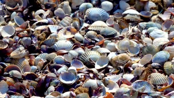 Κεραστόδερμα Bivalve Shellsin Καταιγίδα Εκπομπές Στην Ακτή Tiligul Εκβολές Μαύρη — Αρχείο Βίντεο