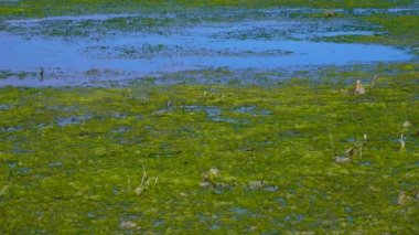 Karadeniz kıyısındaki Tiligul nehrinin kıyısında, doğal bir rezervuarın ötrofikasyonu, çürüyen yeşil algler (Ulva, Enteromorpha).