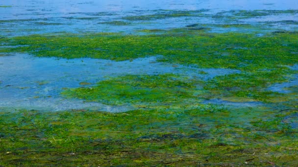 天然の貯水池の富栄養化 ティリグル河口黒海の海岸近くの腐敗した緑藻 Ulva Enterforma — ストック動画
