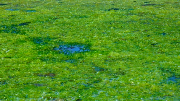 Eutrofización Embalse Natural Algas Verdes Podridas Ulva Enteromorpha Cerca Orilla — Vídeos de Stock
