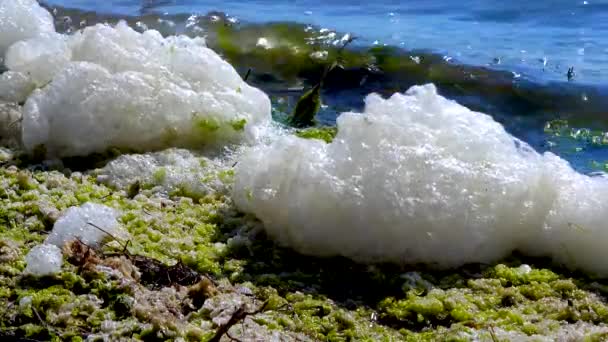 Miljöproblem Och Föroreningar Övergödning Naturlig Reservoar Smutsigt Skum Stranden — Stockvideo