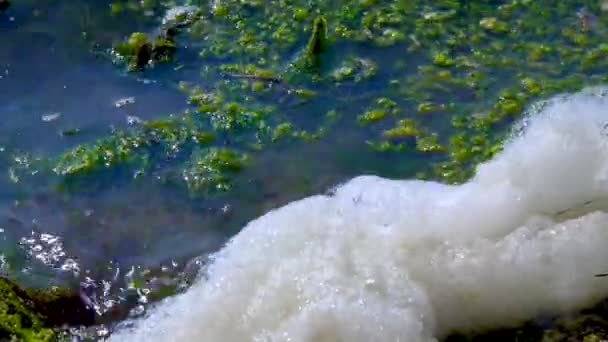 Miljöproblem Och Föroreningar Övergödning Naturlig Reservoar Smutsigt Skum Stranden — Stockvideo