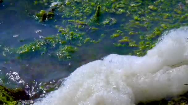 Problema Ambiental Poluição Eutrofização Reservatório Natural Espuma Suja Costa — Vídeo de Stock