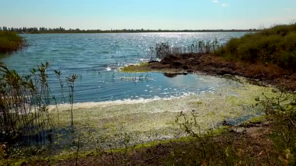 Zanieczyszczenie Organiczne Eutrofizacja Naturalnego Zbiornika Brudna Piana Pobliżu Brzegu — Wideo stockowe