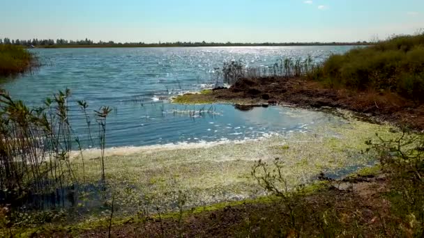 Organiska Föroreningar Övergödning Naturlig Reservoar Smutsigt Skum Nära Stranden — Stockvideo