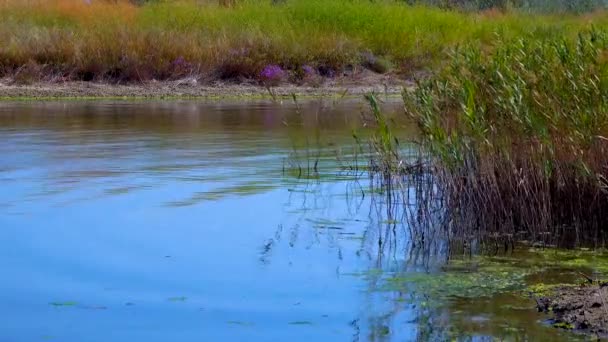 Círculos Água Perto Cana Água Azul Lago Estuário Tiligul Mar — Vídeo de Stock