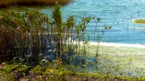 Органічне Забруднення Евтрофікація Природного Резервуара Брудна Піна Біля Берега — стокове відео