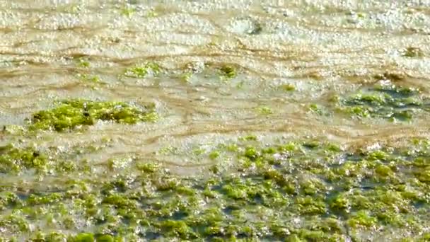 Organische Verschmutzung Eutrophierung Eines Natürlichen Reservoirs Schmutziger Schaum Küstennähe — Stockvideo