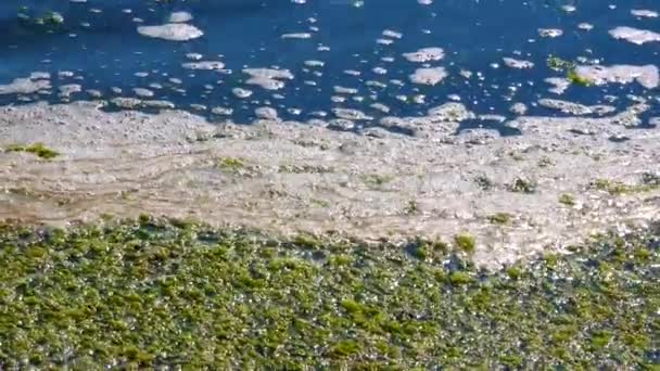 Organic Pollution Eutrophication Natural Reservoir Dirty Foam Shore — Stock Video