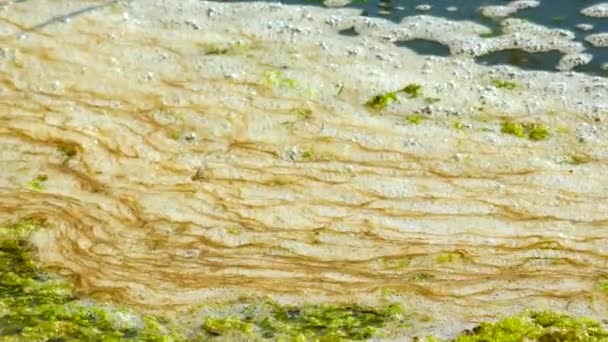 Organische Vervuiling Eutrofiëring Van Een Natuurlijk Reservoir Vuil Schuim Bij — Stockvideo