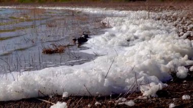 Çevresel sorun ve kirlilik, doğal bir rezervuarın ötrofikasyonu, kıyıdaki kirli köpük