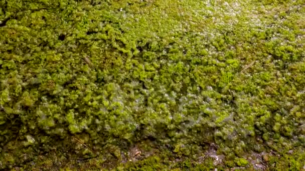 天然の貯水池の富栄養化 ティリグル河口黒海の海岸近くの腐敗した緑藻 Ulva Enterforma — ストック動画