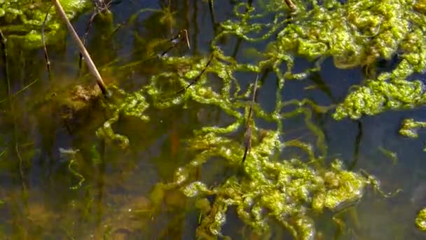 Eutrofiëring Van Een Natuurlijk Reservoir Rottende Groene Algen Ulva Enteromorpha — Stockvideo
