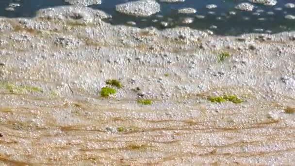 Organiska Föroreningar Övergödning Naturlig Reservoar Smutsigt Skum Nära Stranden — Stockvideo