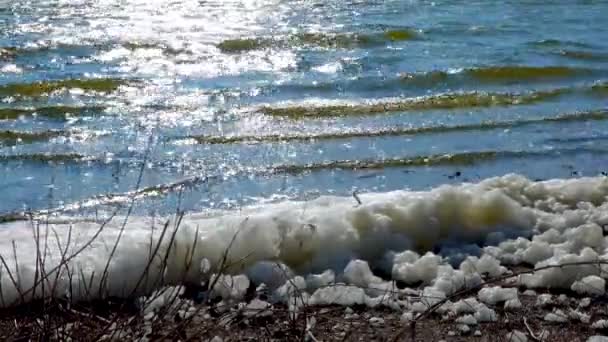 环境问题和污染 天然水库富营养化 岸上的肮脏泡沫 — 图库视频影像