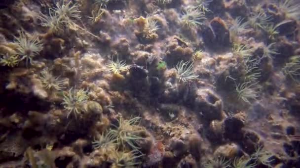 Die Orange Gestreifte Grüne Seeanemone Diadumene Lineata Eine Kleine Aktinia — Stockvideo