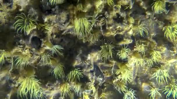 Turuncu Çizgili Yeşil Deniz Şakayığı Diadumene Lineata Küçük Bir Aktinya — Stok video