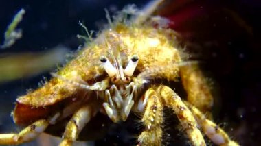 Küçük münzevi yengeç (Diogenes pugilator) bir pektoral yumuşakça kabuğunda, Karadeniz