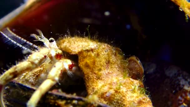 Liten Eremitkräfta Diogenes Pugilator Ett Bröstblötdjursskal Svarta Havet — Stockvideo