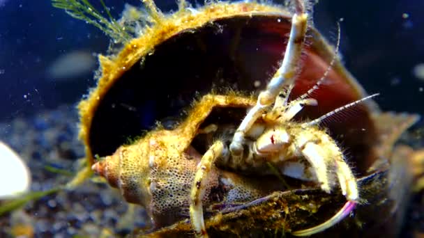 軟体動物の貝殻の中の小さなヤドカリ ディオゲネス ピュリレーター — ストック動画