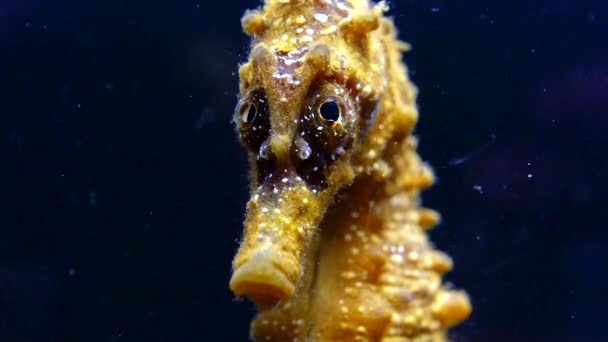 Krótkometrażowy Konik Morski Hippocampus Hippocampus Ryby Przewracają Oczami Czarnym Tle — Wideo stockowe