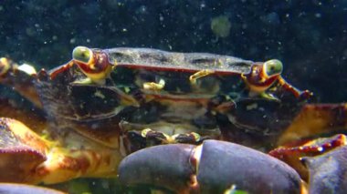 Mermer yengeç (Pachygrapsus marmoratus), yengeç çenesini hızla hareket ettirir, suyu filtreler, Karadeniz