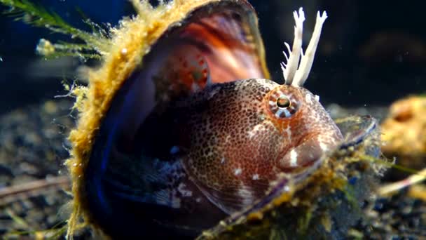 Blenny Entrelazado Parablennius Tentacularis Pescado Escondido Conchas Vacías Mejillones Mar — Vídeos de Stock