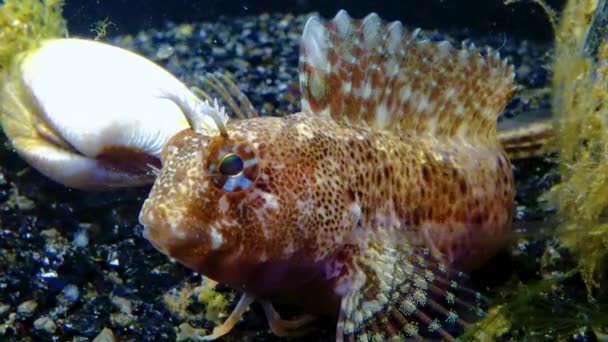 Blenny Entrelazado Parablennius Tentacularis Mar Negro — Vídeos de Stock