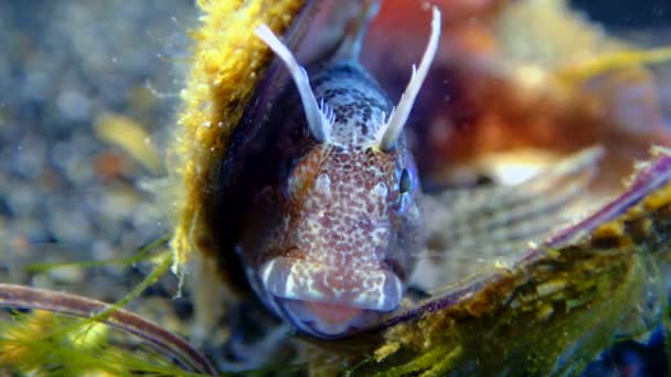 Blenny Entrelazado Parablennius Tentacularis Pescado Escondido Conchas Vacías Mejillones Mar — Vídeos de Stock