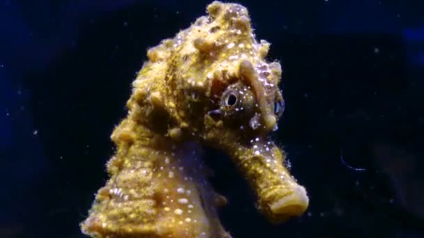 Short Snouted Seahorse Hippocampus Hippocampus Fish Rolls Its Eyes Black — Stock Video