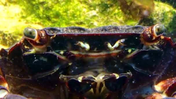 Cangrejo Mármol Pachygrapsus Marmoratus Cangrejo Mueve Rápidamente Sus Mandíbulas Filtrando — Vídeo de stock