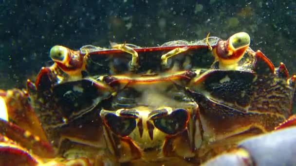 Marmorierte Krabbe Pachygrapsus Marmoratus Krabbe Bewegt Schnell Ihre Kiefer Filtert — Stockvideo