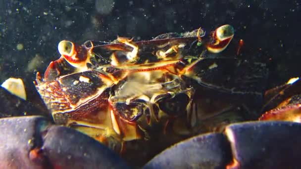 Cangrejo Mármol Pachygrapsus Marmoratus Cangrejo Mueve Rápidamente Sus Mandíbulas Filtrando — Vídeo de stock