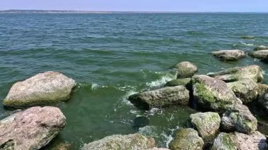 Yeşil yosun Enteromorpha (Ulva) bağırsakları yazın Khadzhibey 'de kıyı kenarında kayalıklarda yetişir.