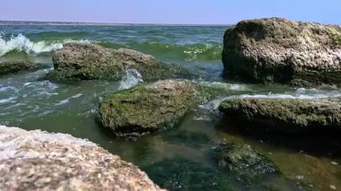 Yeşil yosun Enteromorpha (Ulva) bağırsakları yazın Khadzhibey 'de kıyı kenarında kayalıklarda yetişir.