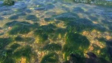 Yeşil yosun Enteromorpha (Ulva) bağırsakları yazın Khadzhibey 'de kıyı kenarında kayalıklarda yetişir.